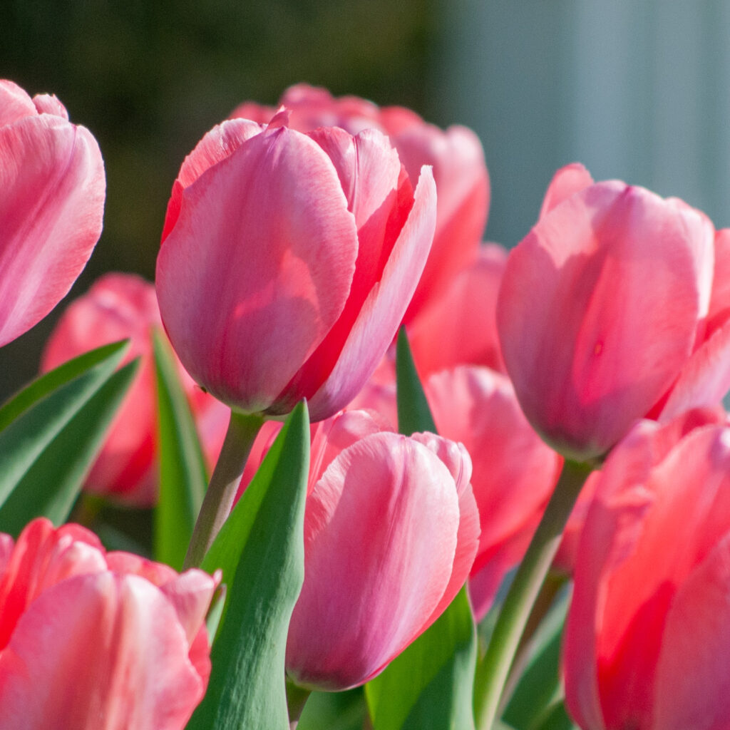 Pink Tulips