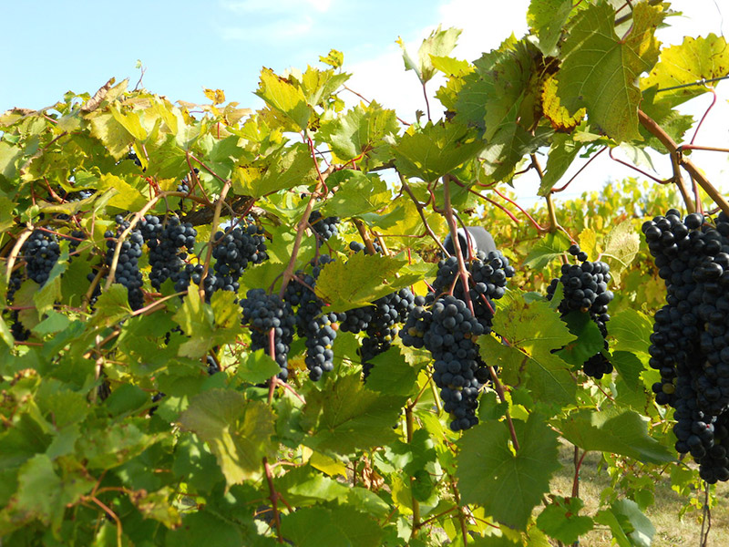 Planting: Establishing Your Grapevines