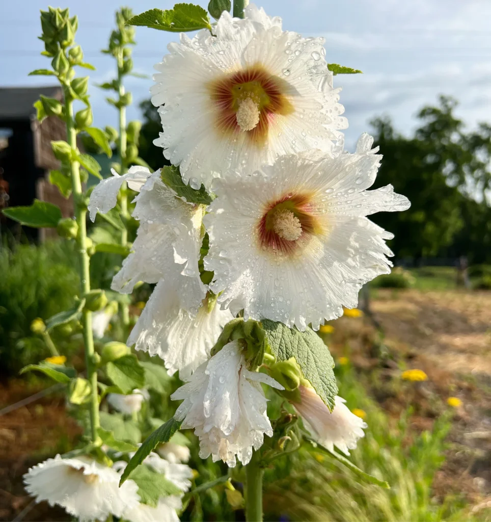 Planting Hollyhocks in the Garden