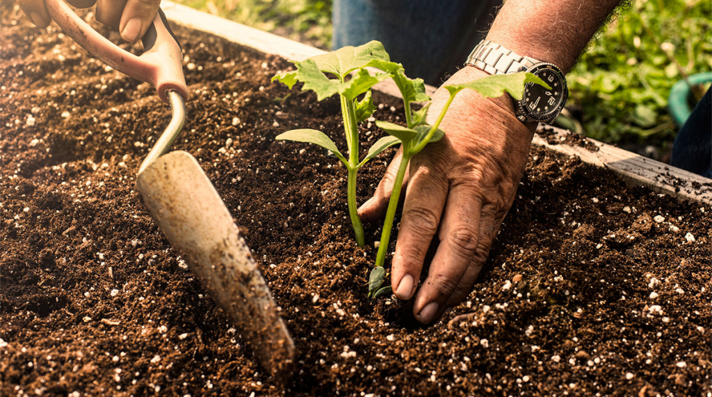 Prepare the Planting Medium