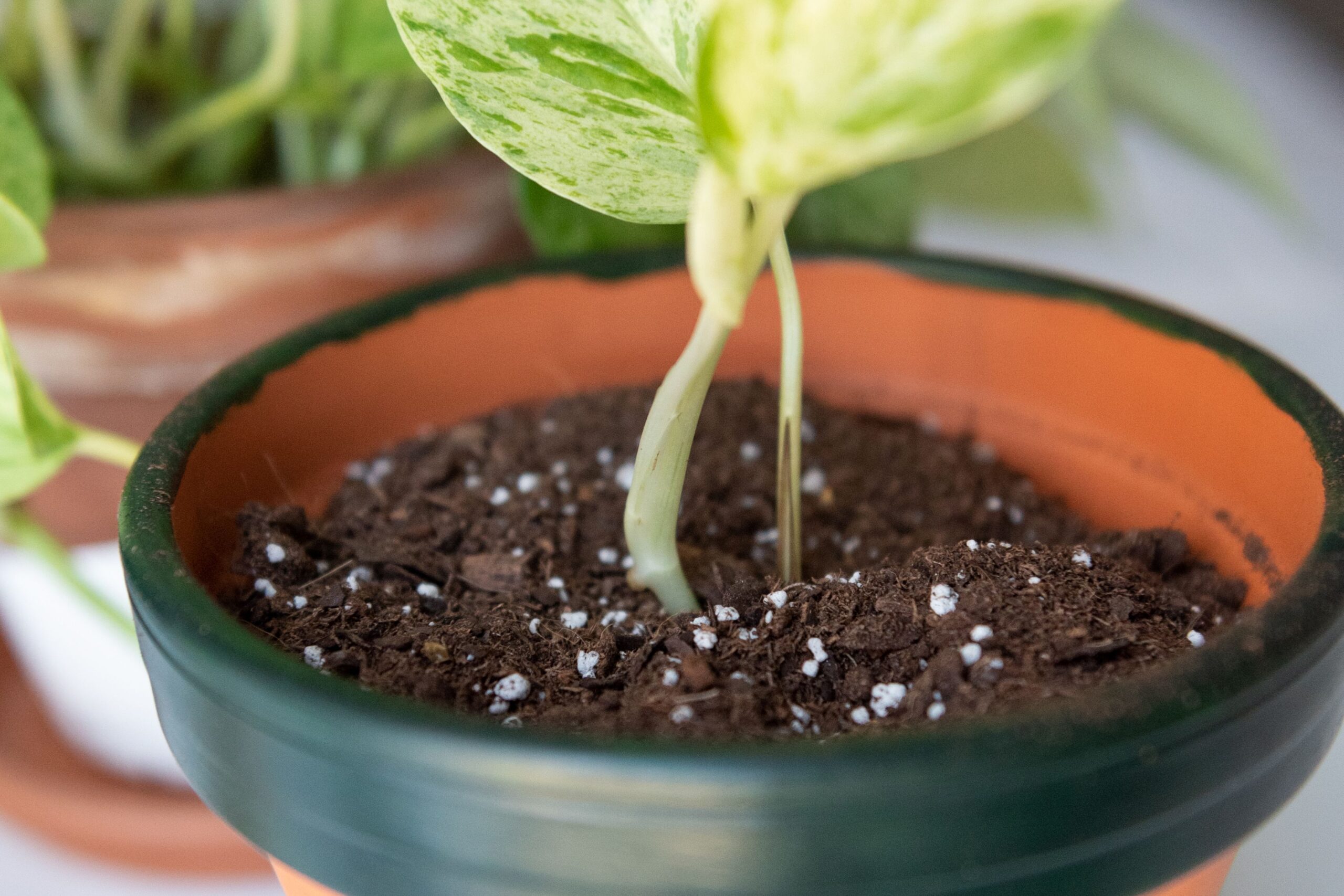 Preparing the cuttings for planting