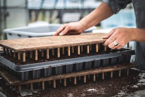 Preparing the seedling trays