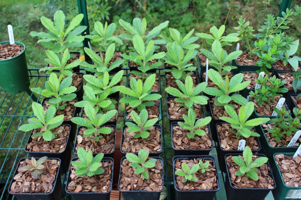 Preparing to Propagate Azaleas from Cuttings