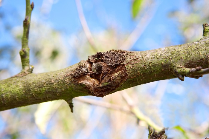 Prevention of tree diseases