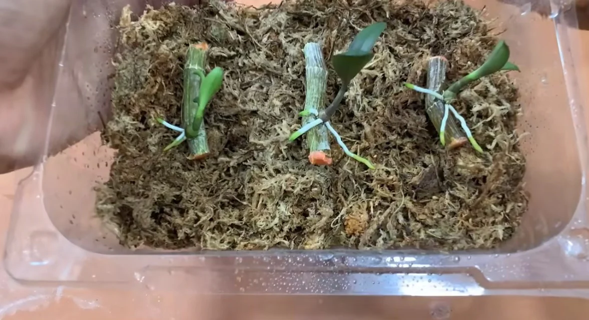 Propagating orchids by division