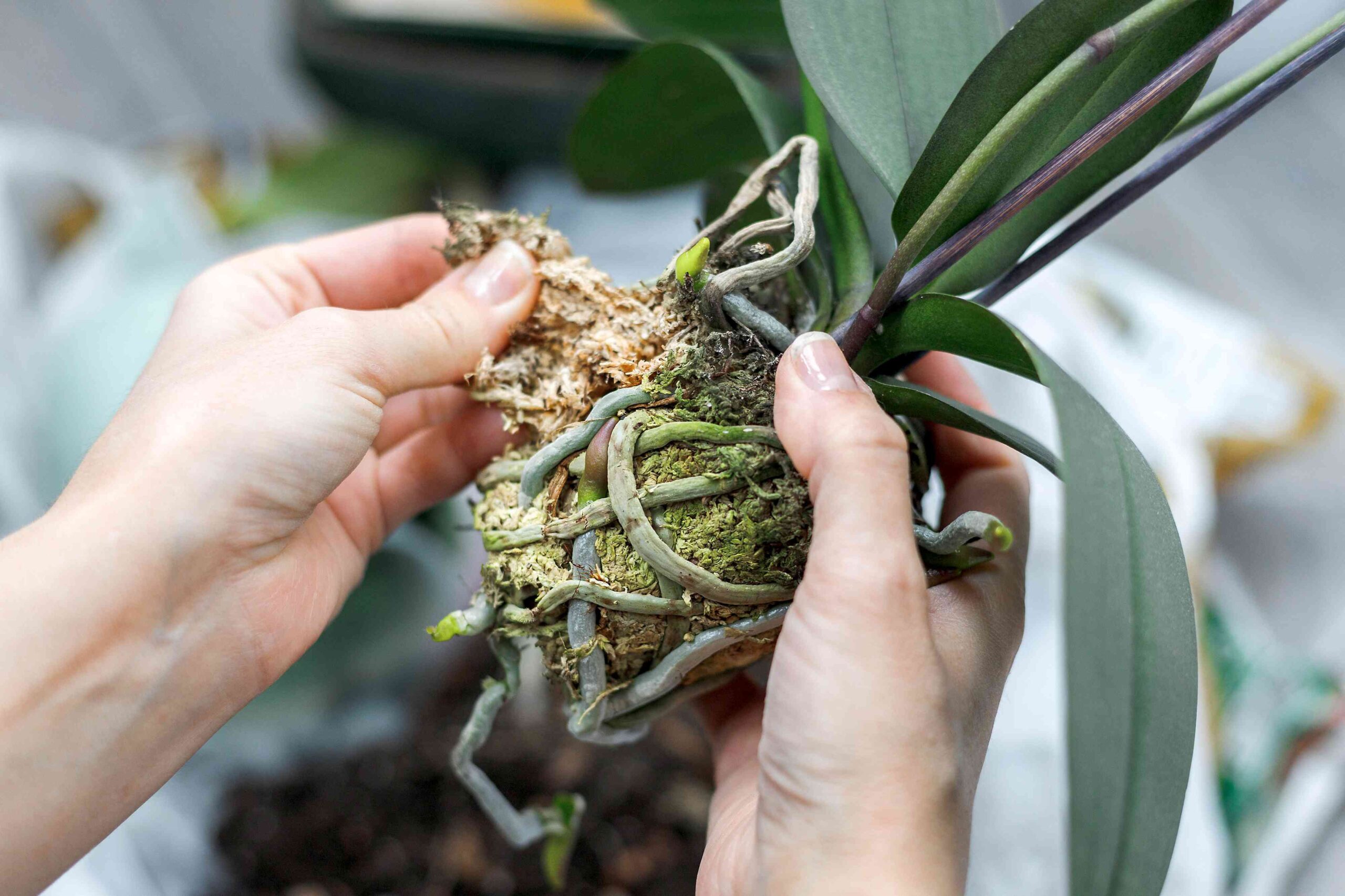 Propagating orchids from keikis