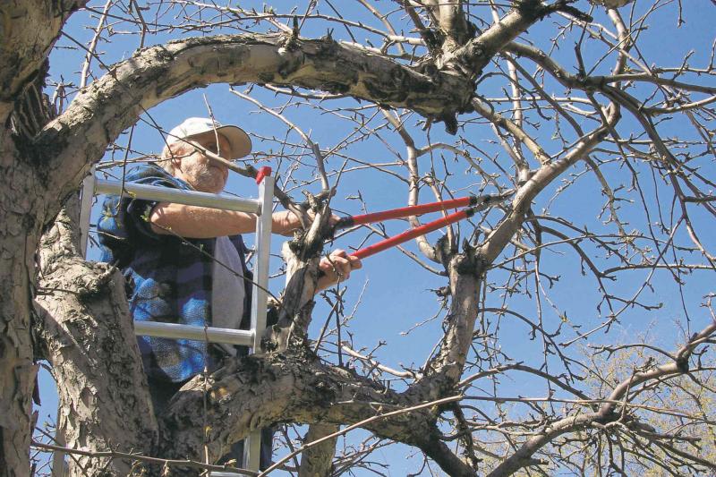 Prune Crowded Branch Nodes