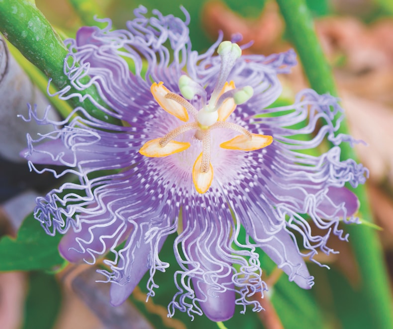 Pruning Passion Flowers