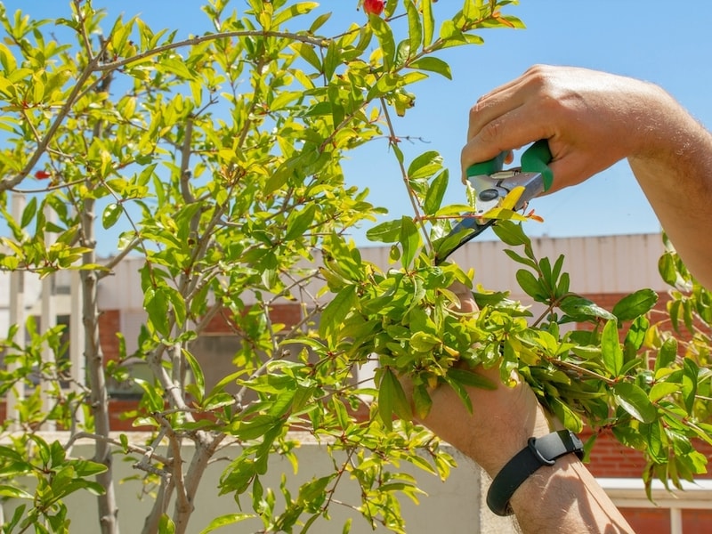 Pruning and Maintenance pomegranate