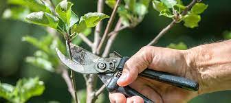 Pruning your fruit trees