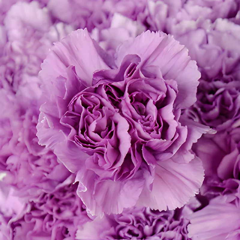 Purple Carnations