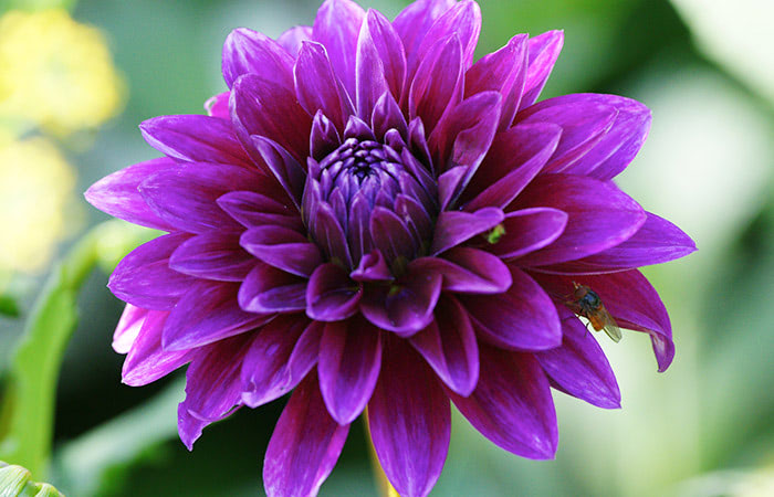 Purple Dahlia