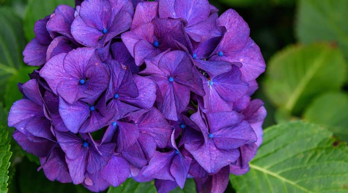 Purple Hydrangeas