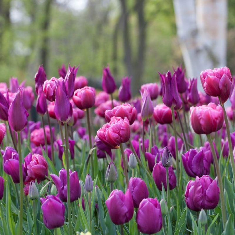 Purple Tulips