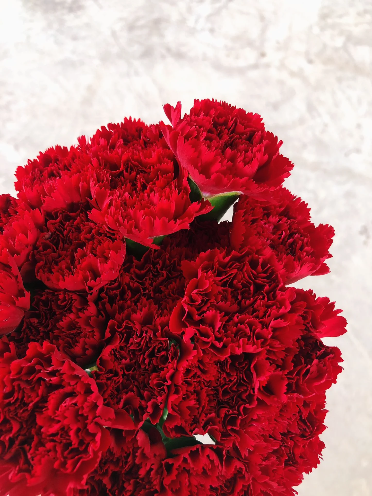 Red Carnations