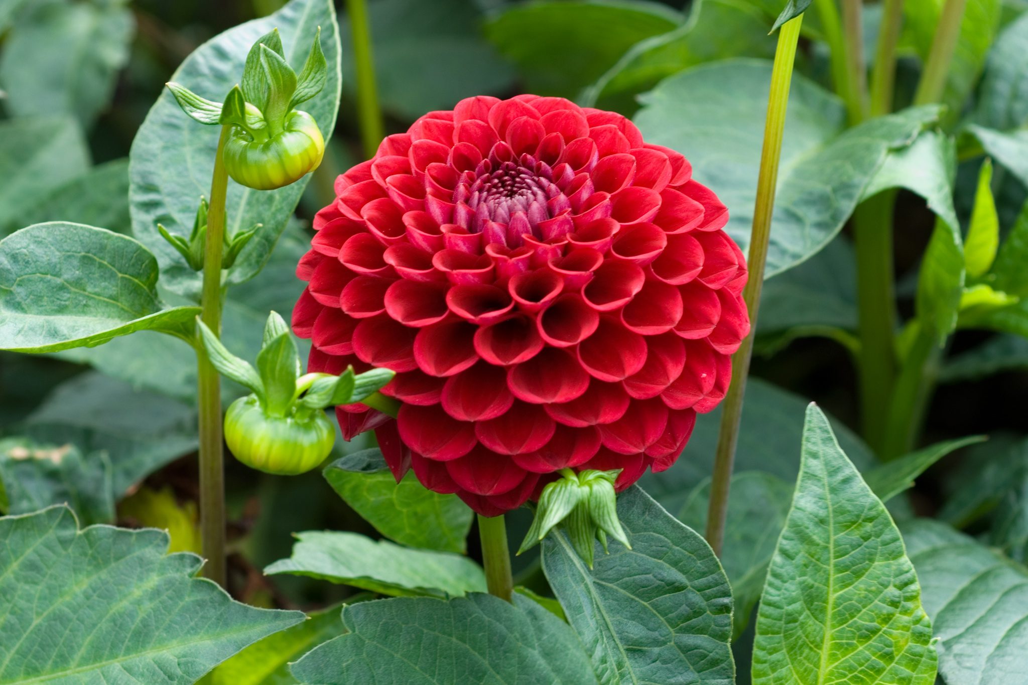 Red Dahlia