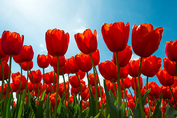 Red Tulips