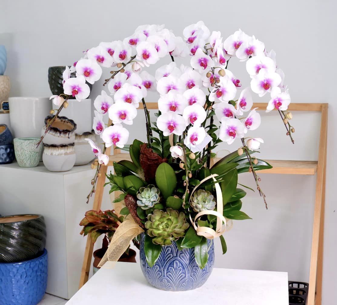 Repotting phalaenopsis orchids