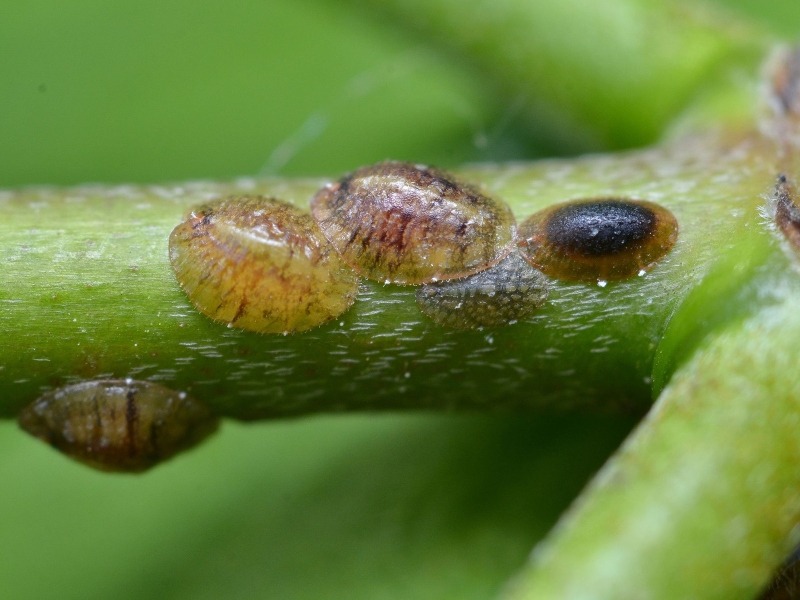 Scale insects