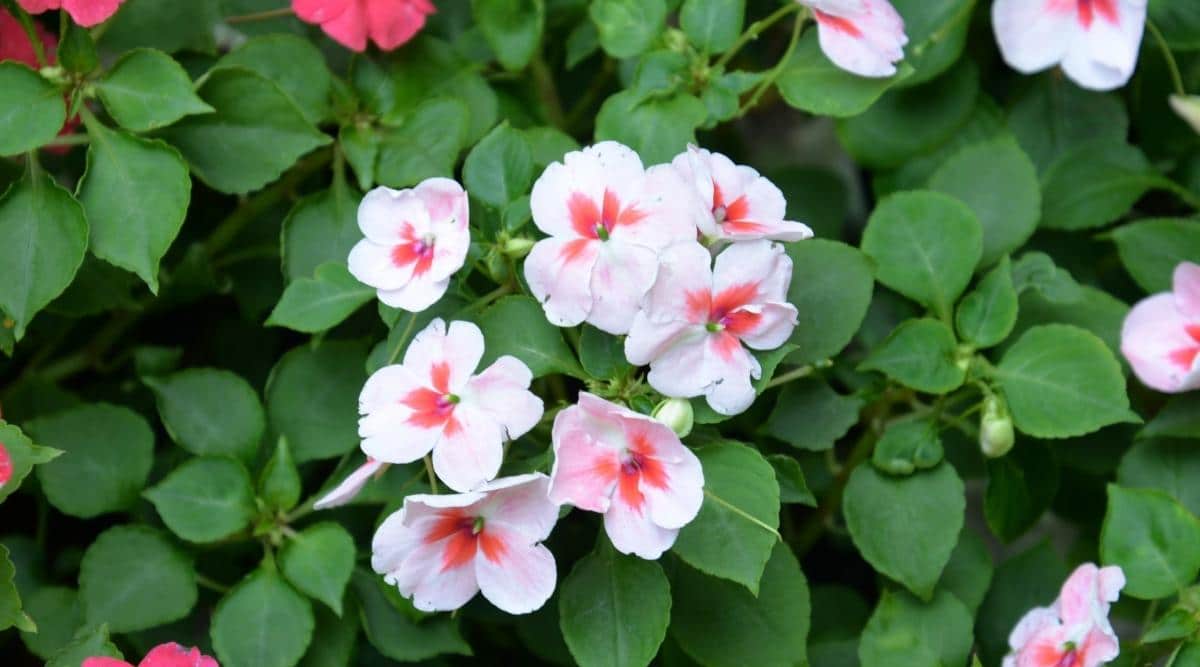 Selecting Impatiens Varieties