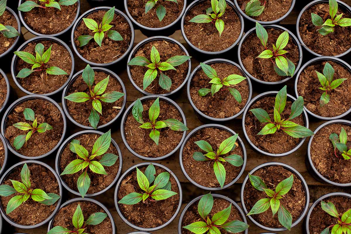 Setting Up Seed Starting Containers for Impatiens