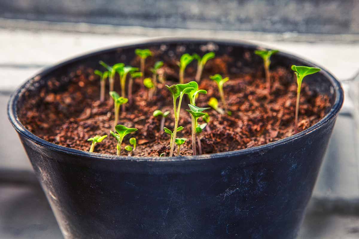 Sowing Impatiens Seeds