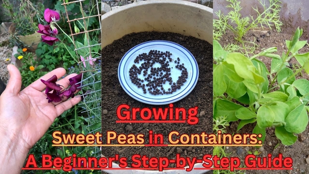 Step-by-step guide to growing sweet peas from seed