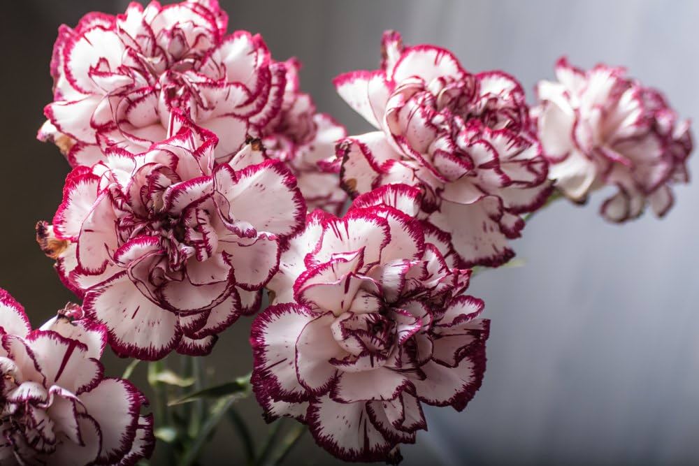 Striped Carnations