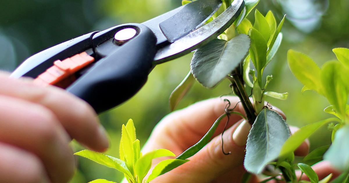 Taking the cuttings