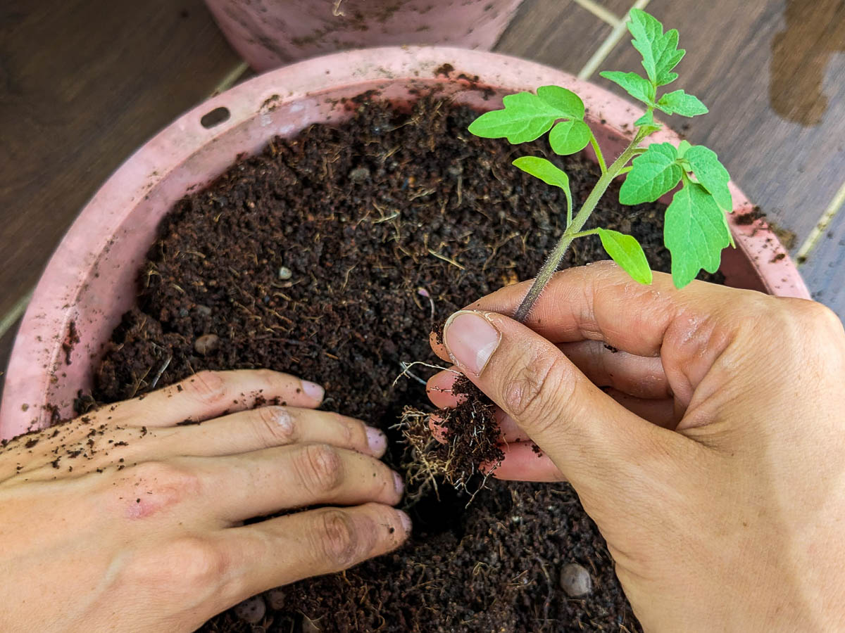 Transplanting Seedlings