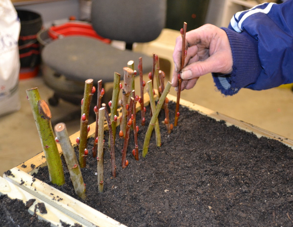 Transplanting the cuttings