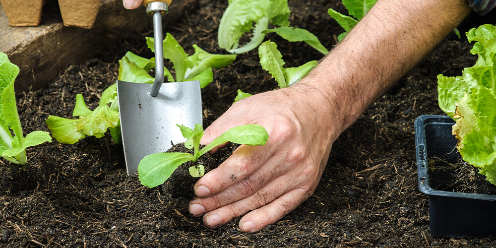 Transplanting to Garden or Pots