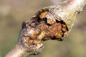 Treatment of tree diseases