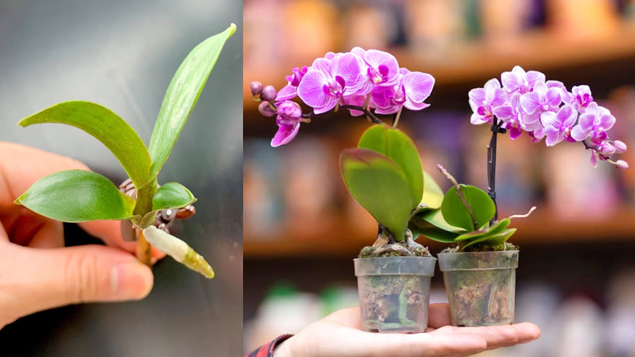 Types of orchids suitable for propagation