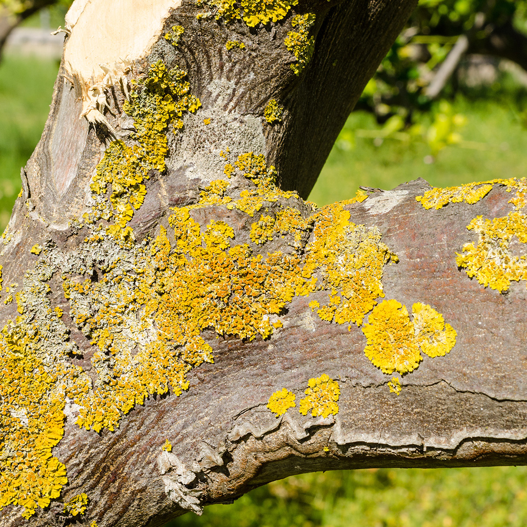 Types of tree diseases