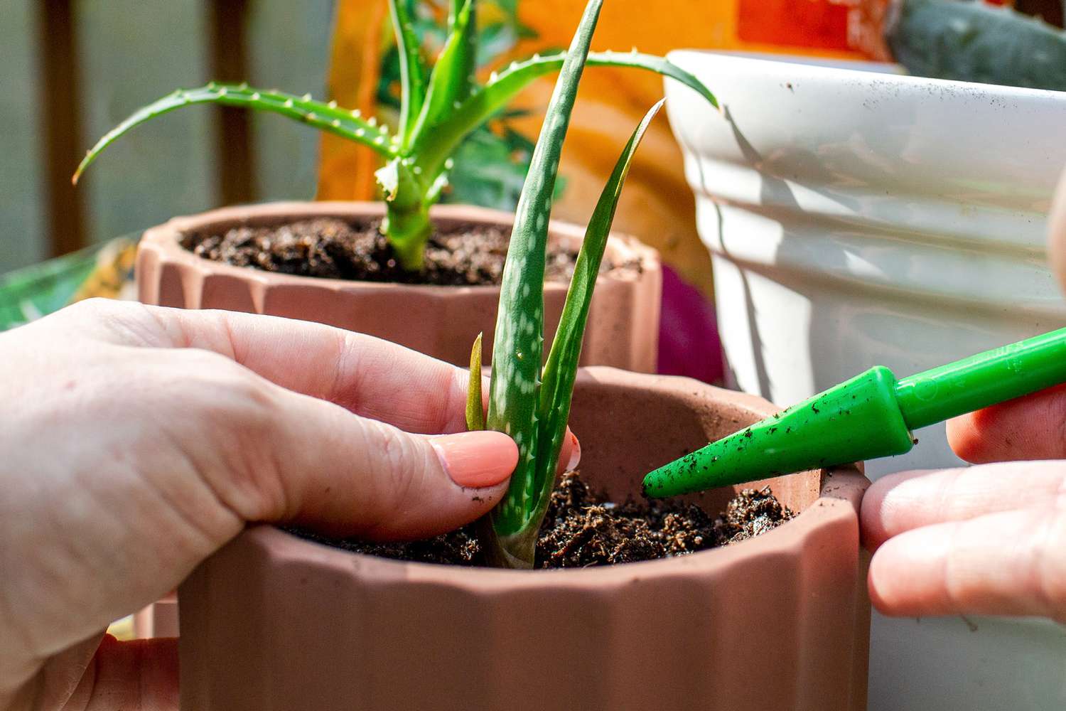 Understanding aloe vera growth