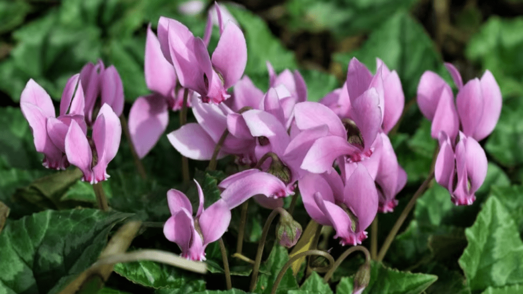 Understanding cyclamen