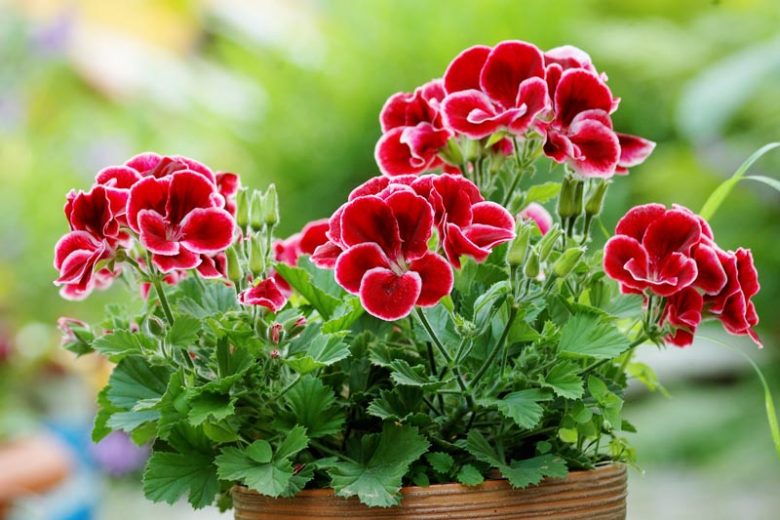 Upright geraniums (pelargonium)