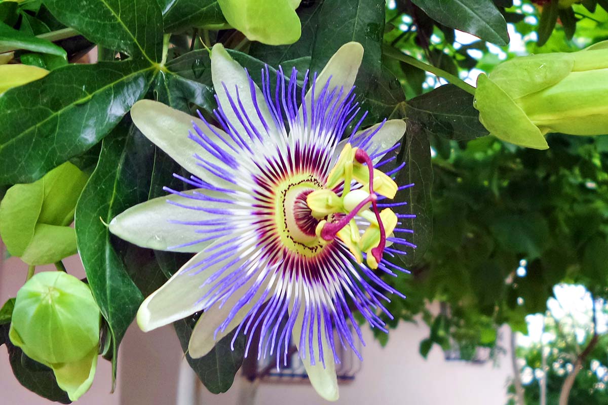 Watering Passion Flowers