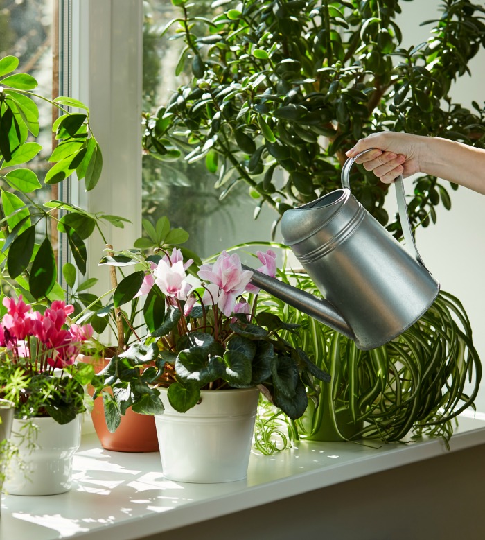 Watering cyclamen