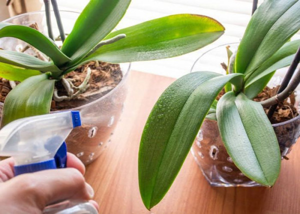 Watering phalaenopsis orchids