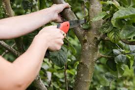 Watering your fruit trees