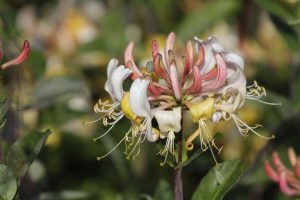 When to plant honeysuckle