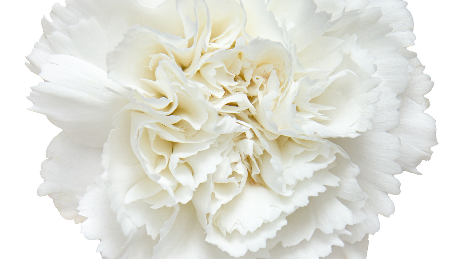 White Carnations