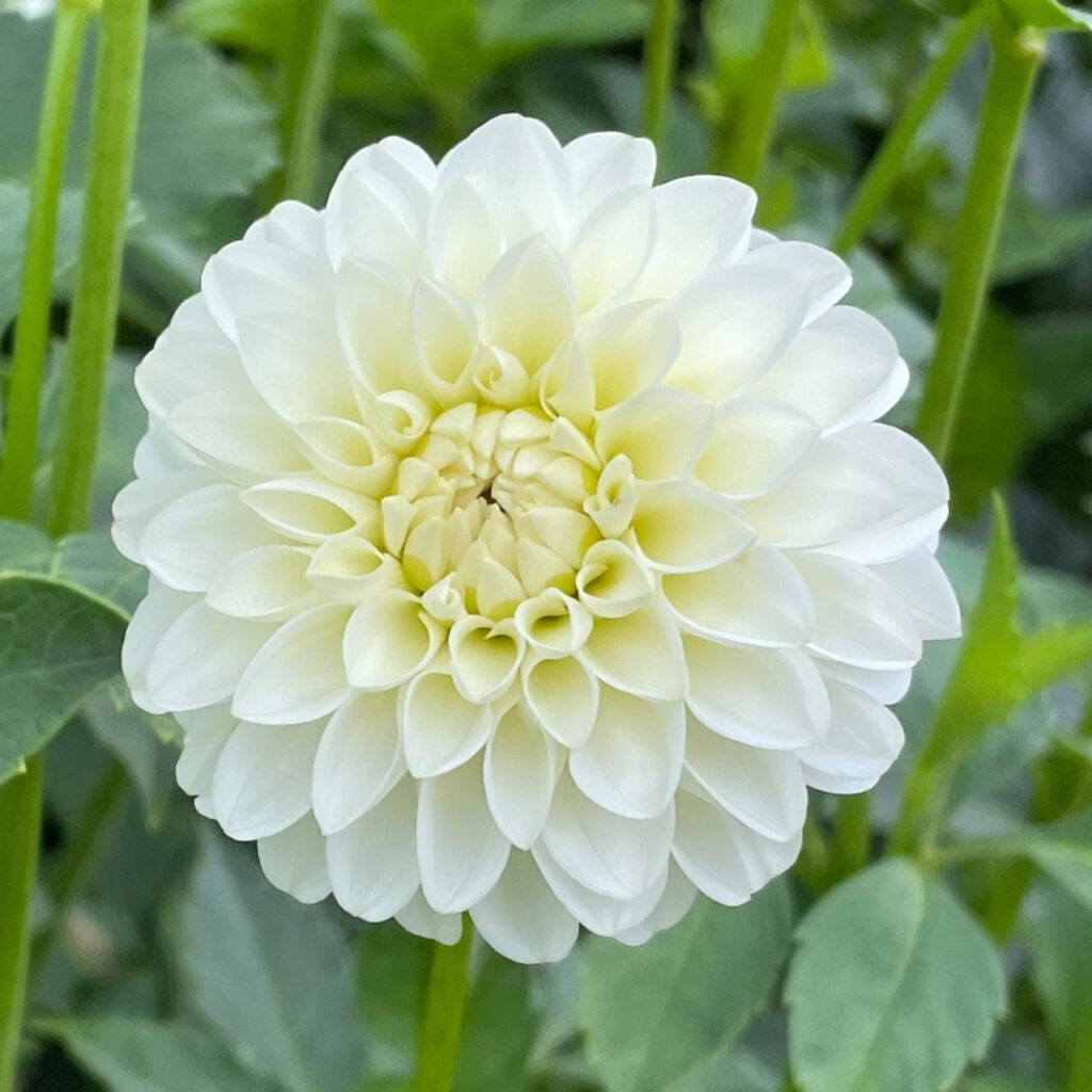 White Dahlia