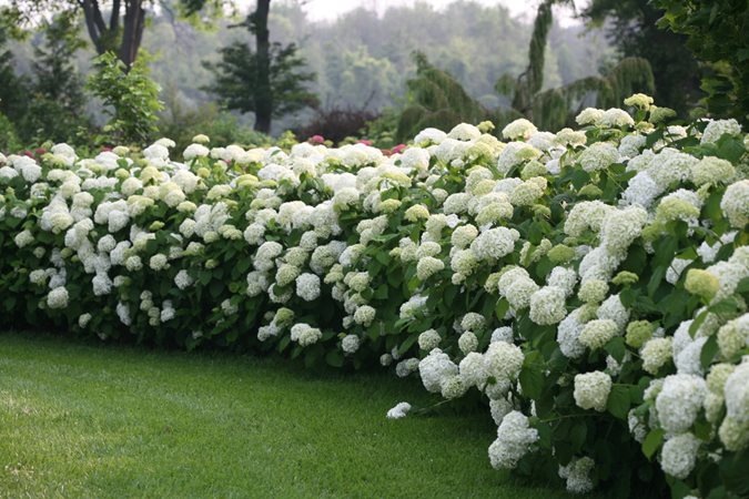 White Hydrangeas