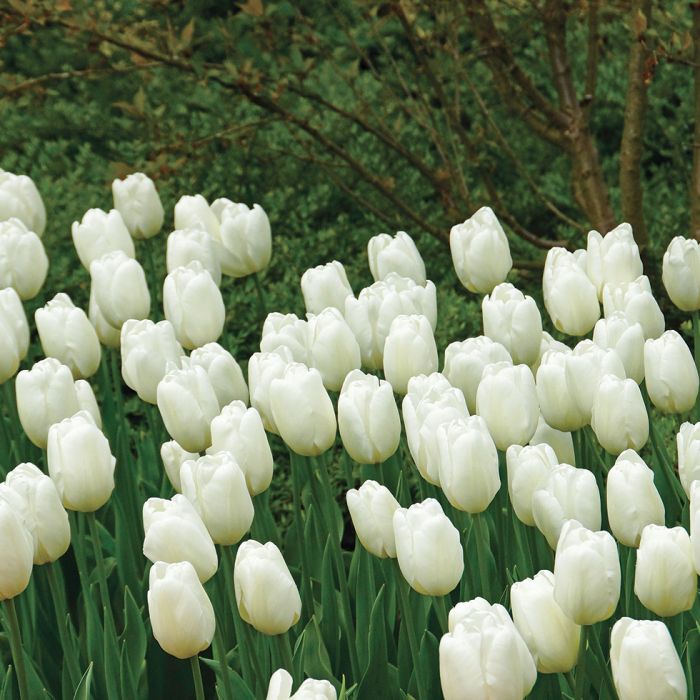 White Tulips