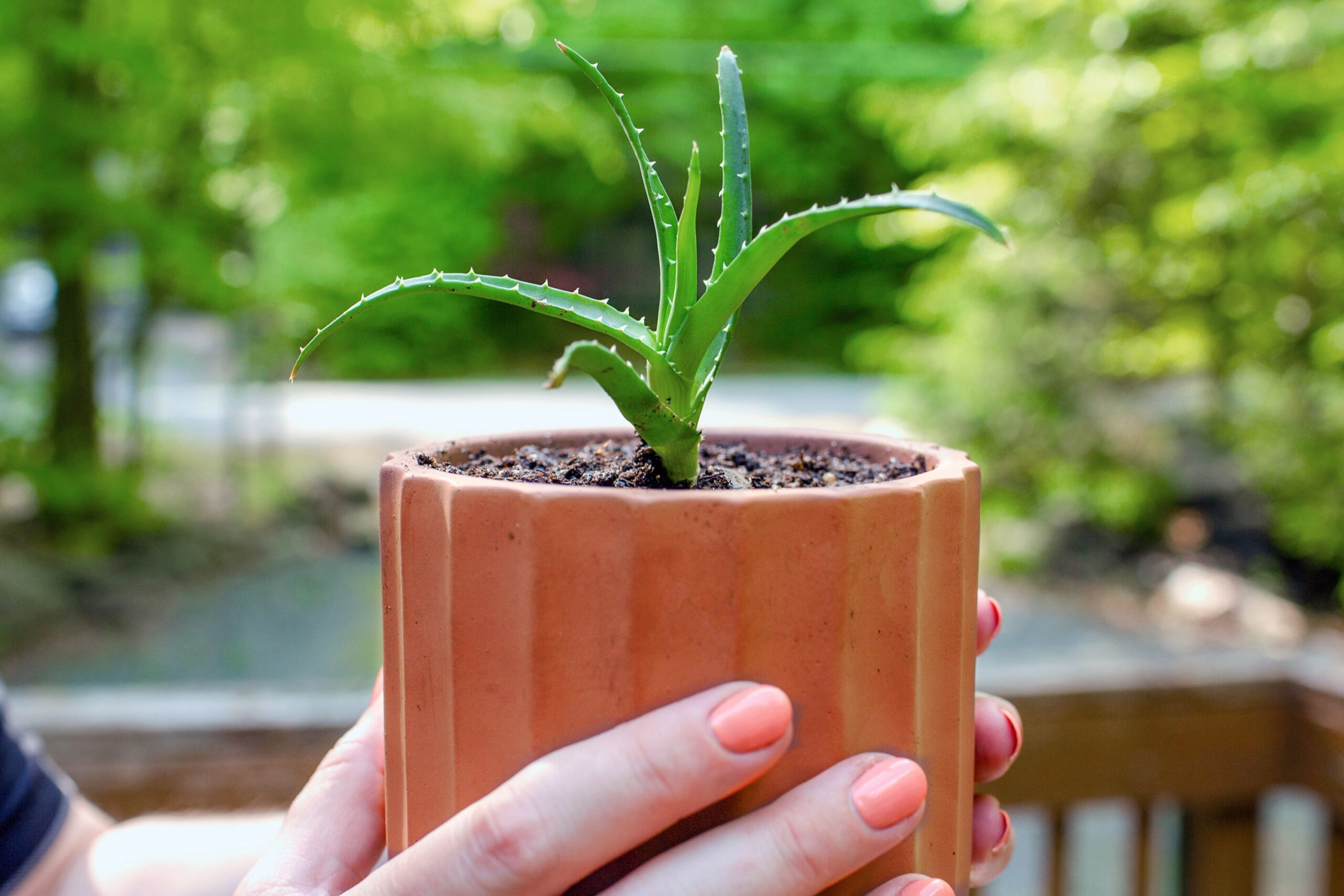 Why propagate aloe plants?