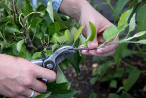 Why should apple trees be pruned?