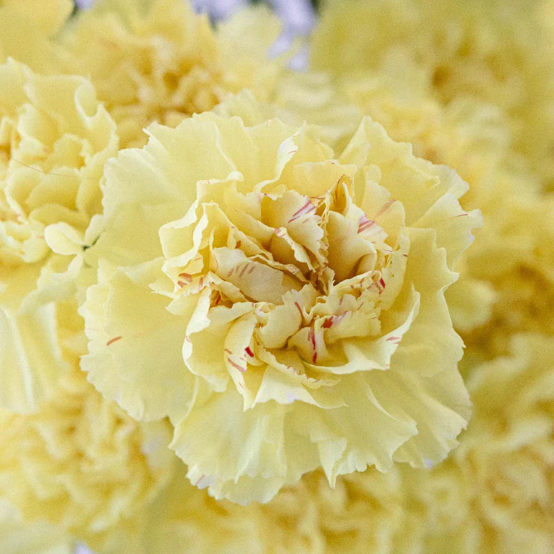 Yellow Carnations